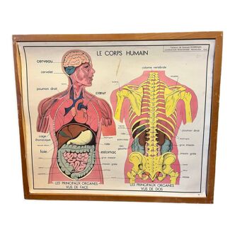 Human Body Poster - The Human Body and the Digestive System - Rossignol