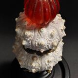 Cabinet de Curiosités globe aux oursins phyllacanthus imperialis