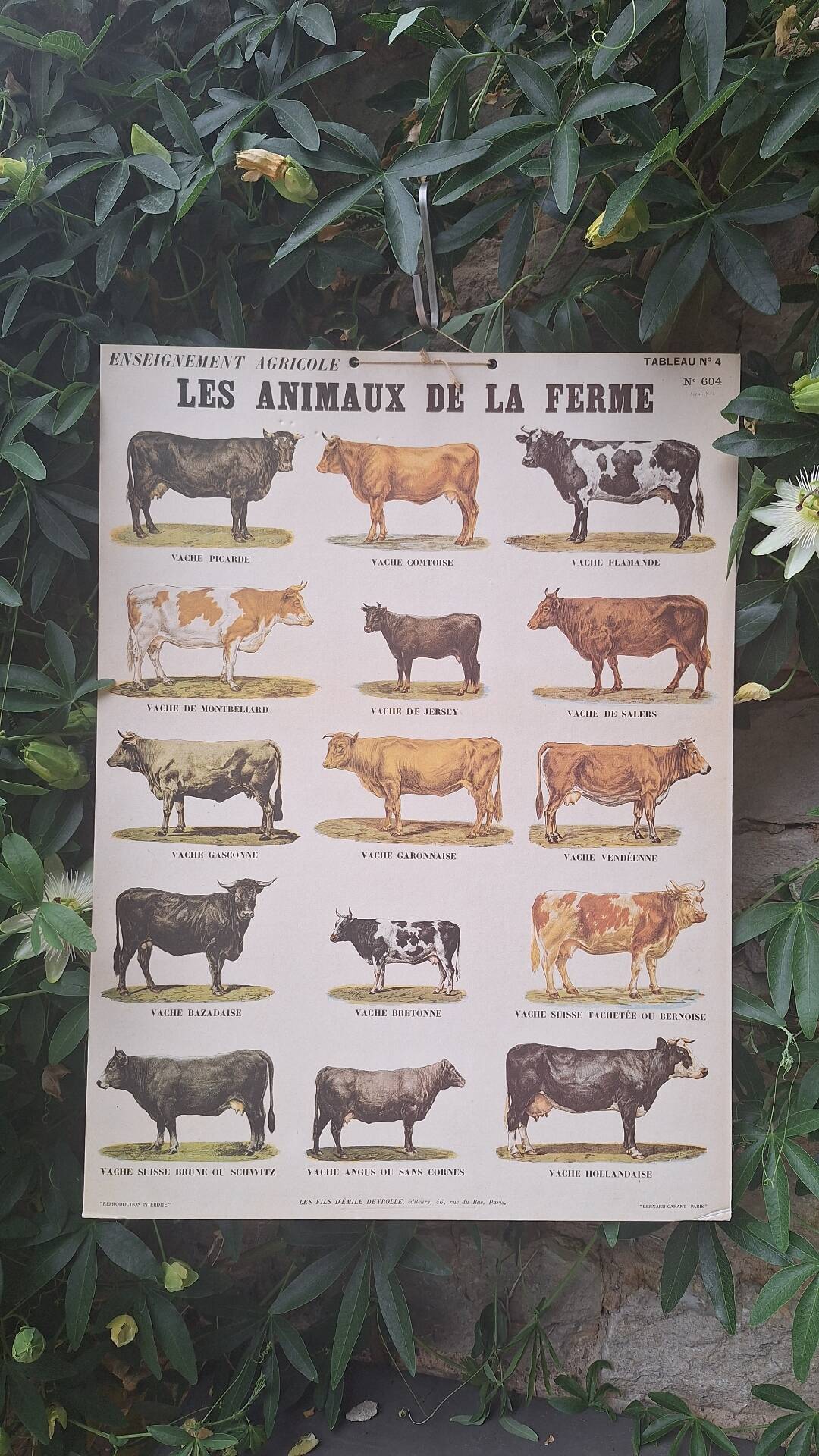 Planche pédagogique
