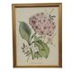 Botanical engraving