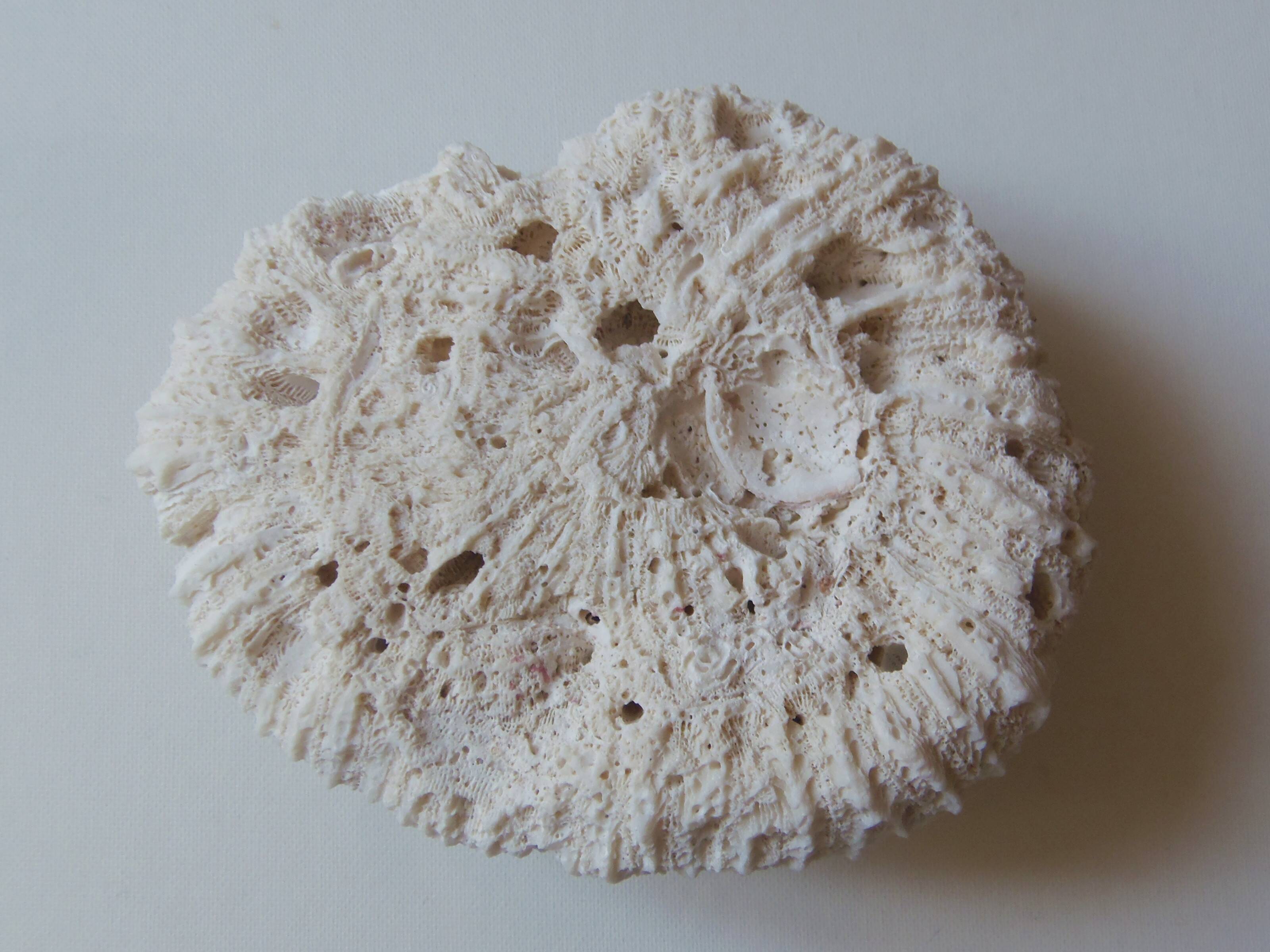 Coral Brain of Neptune