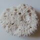 Coral Brain of Neptune