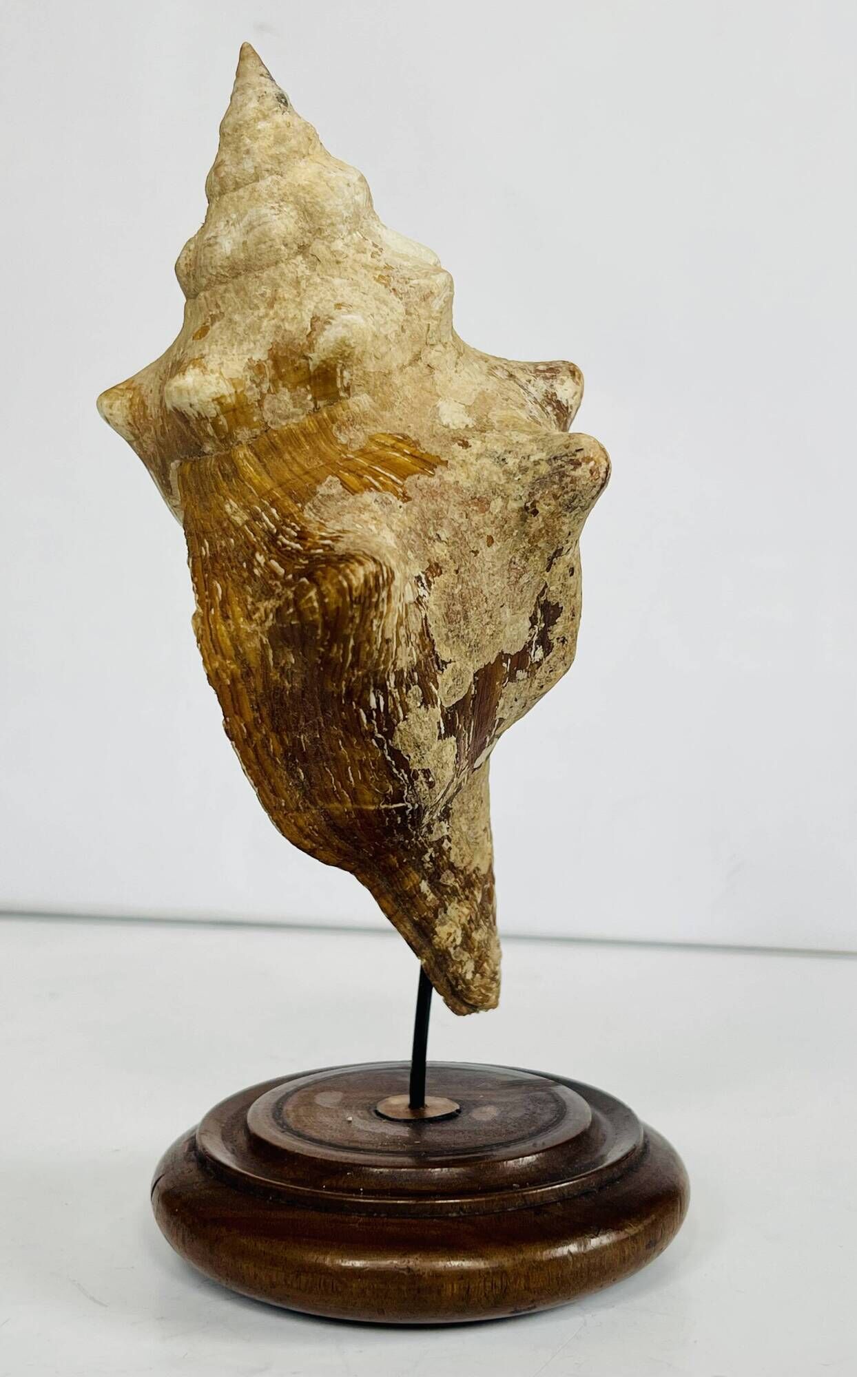 Coquillage