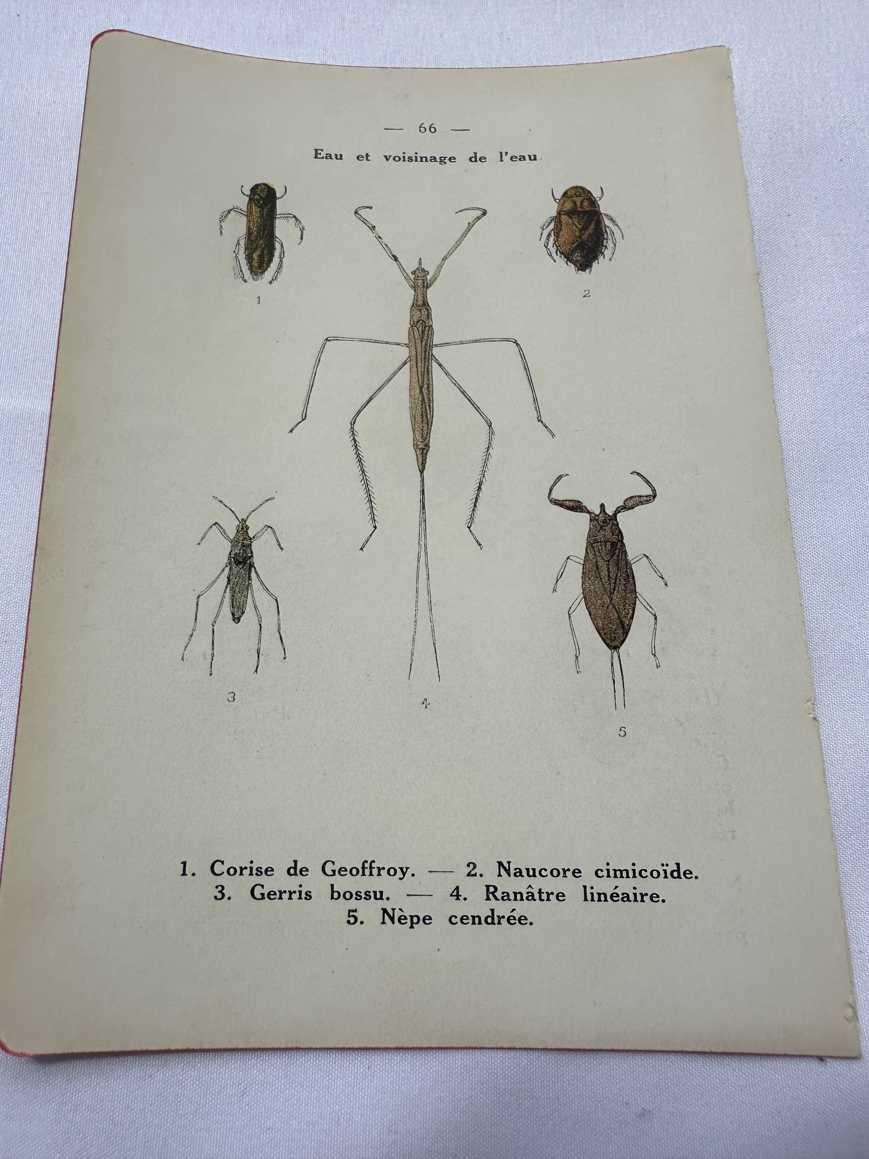Botanical engraving old naturalist plate France