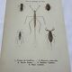 Botanical engraving old naturalist plate France