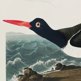 Poster about the Eurasian Oystercatcher, based on an old engraving from 1827.