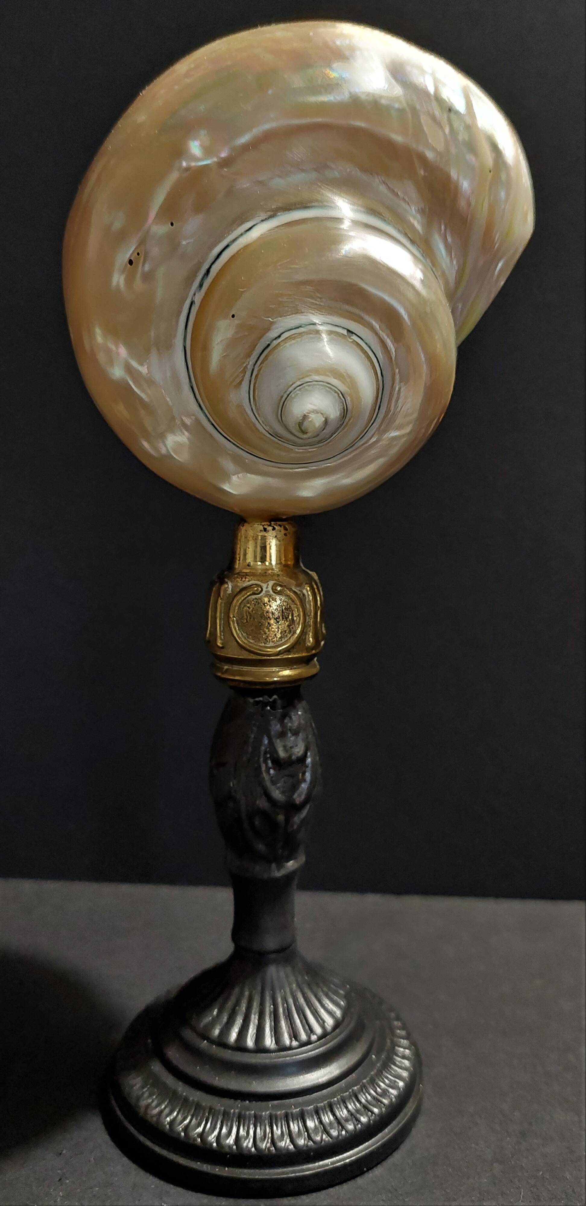 Cabinet of Curiosities pearly shell turbo imperialis on base