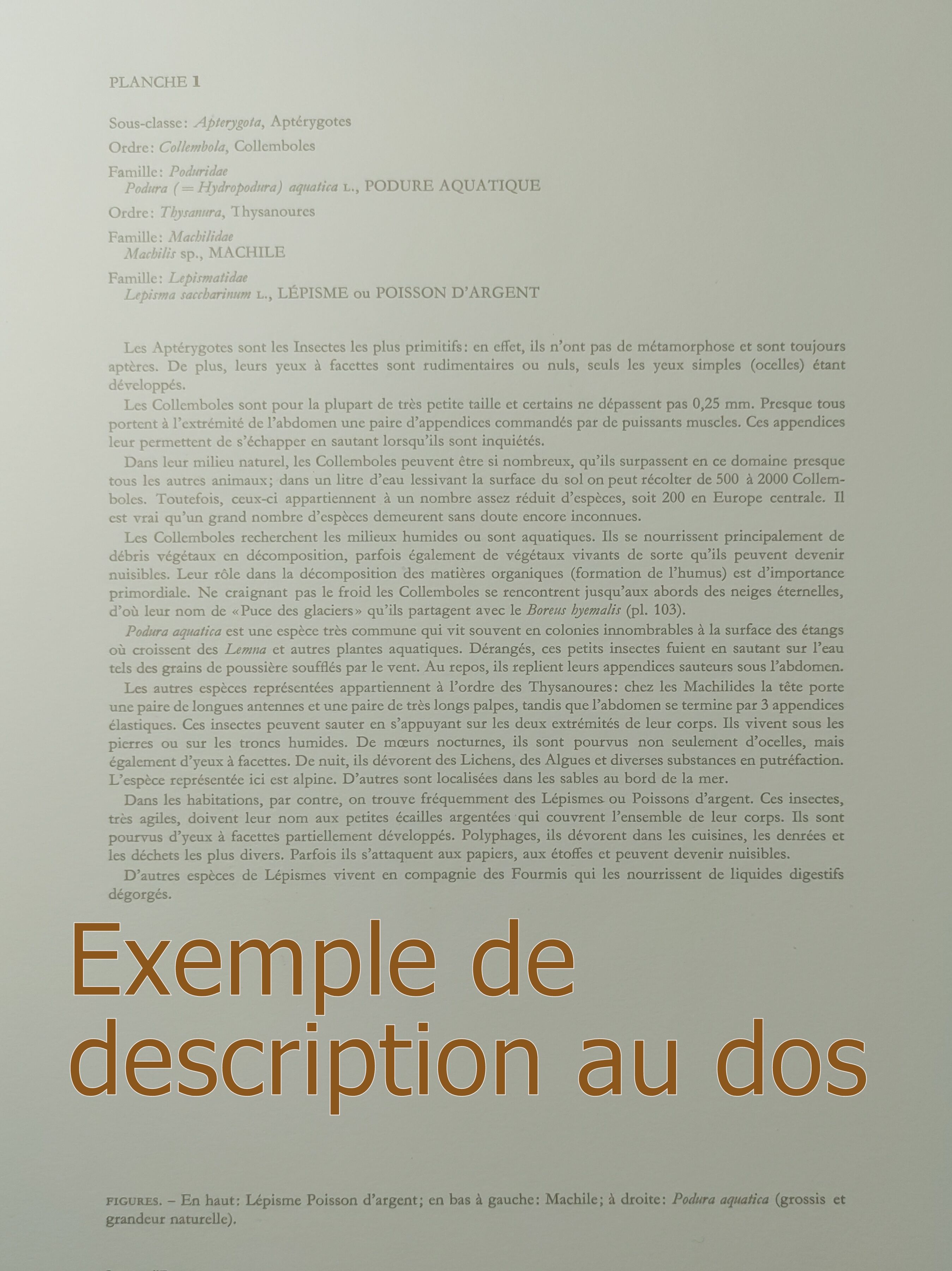 Ranatre and ashy nepe| 1961 | Insect Heteroptera| Original pedagogical board| Entomology