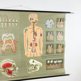 Educational pull-down Jung Koch school map human anatomy chart