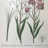 Botanical plates NINETEENTH