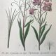 Botanical plates NINETEENTH