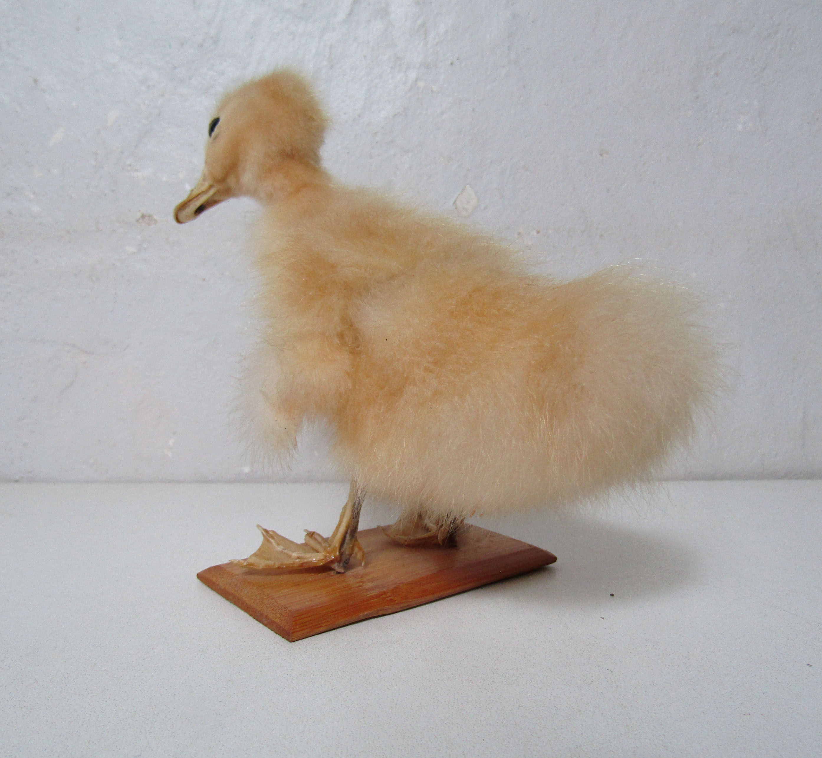 Taxidermy duckling