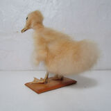 Taxidermy duckling
