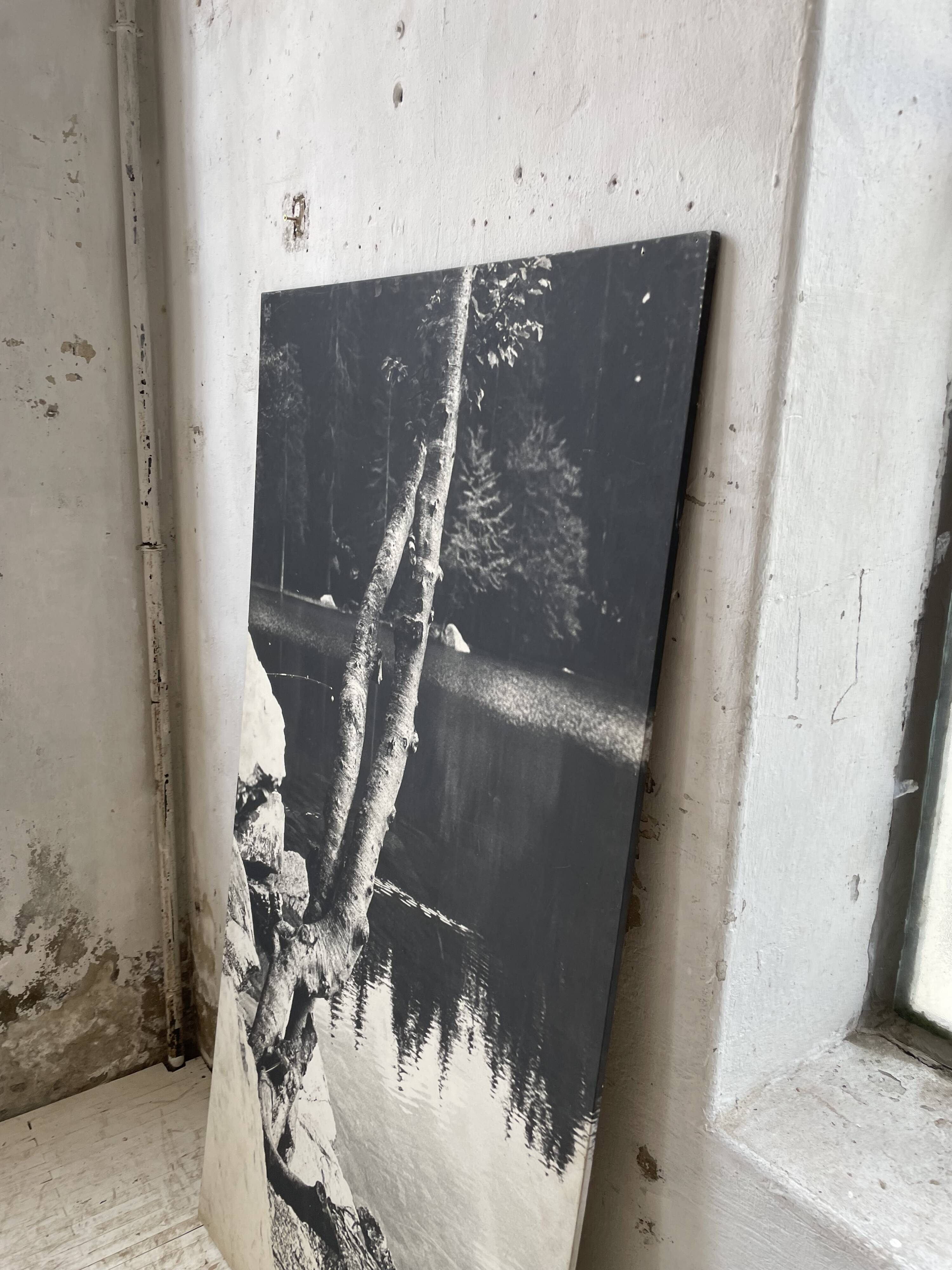 Old XXL black and white tree photograph