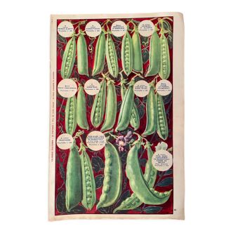 Ancienne illustration sur les pois et fèves, 1930