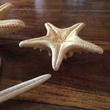 Lot of four authentic starfish