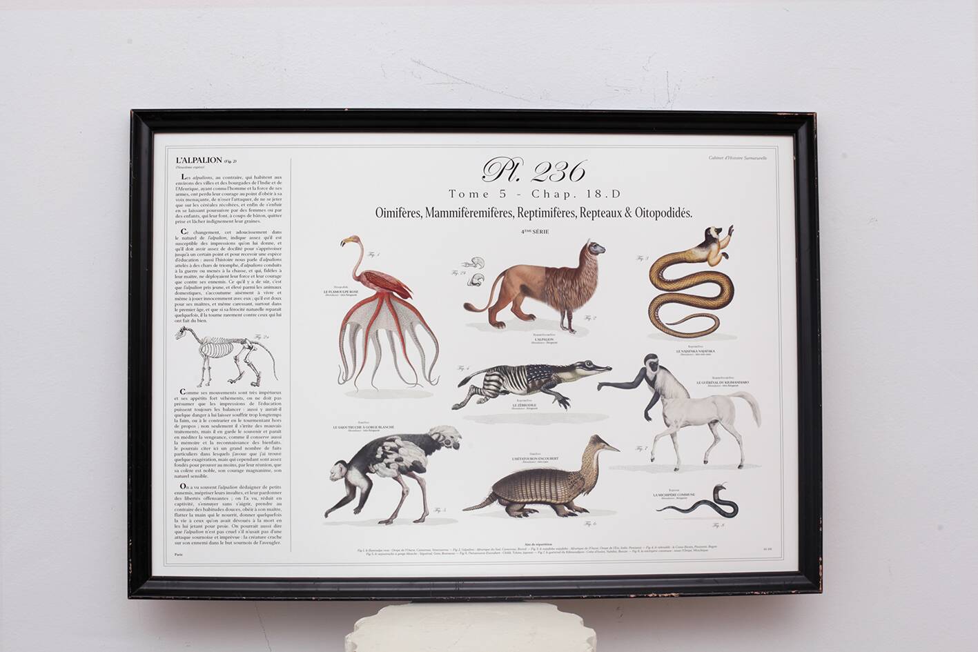 Chimera lithograph engraving animal - the maricoq