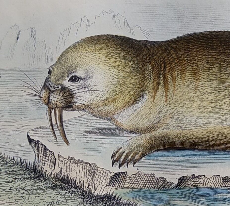 Original zoological plank "Common Seal - Morse" Buffon 1838