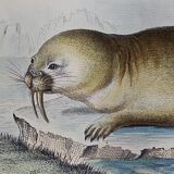 Original zoological plank "Common Seal - Morse" Buffon 1838