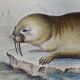Planche zoologique originale " Phoque Commun & Morse " Buffon 1838