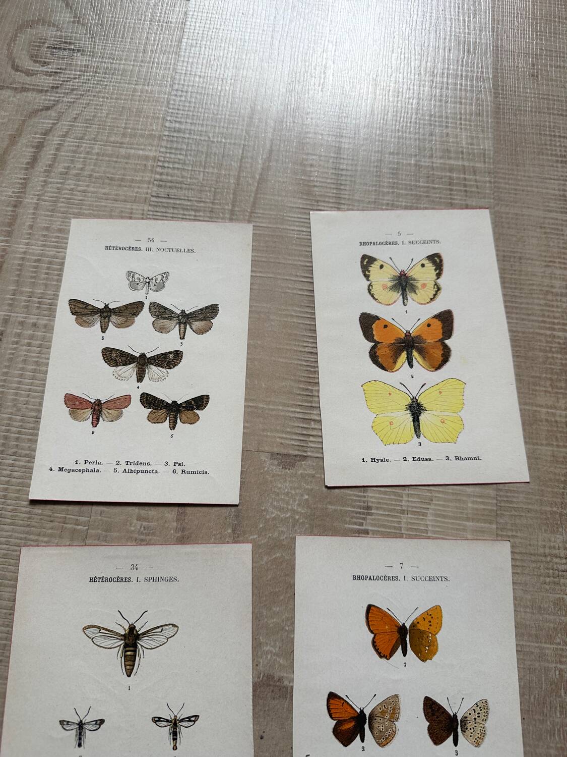 Naturalist butterfly engraving 1900.