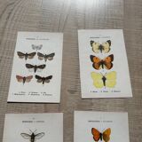 Naturalist butterfly engraving 1900.