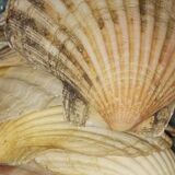 Shell decoration