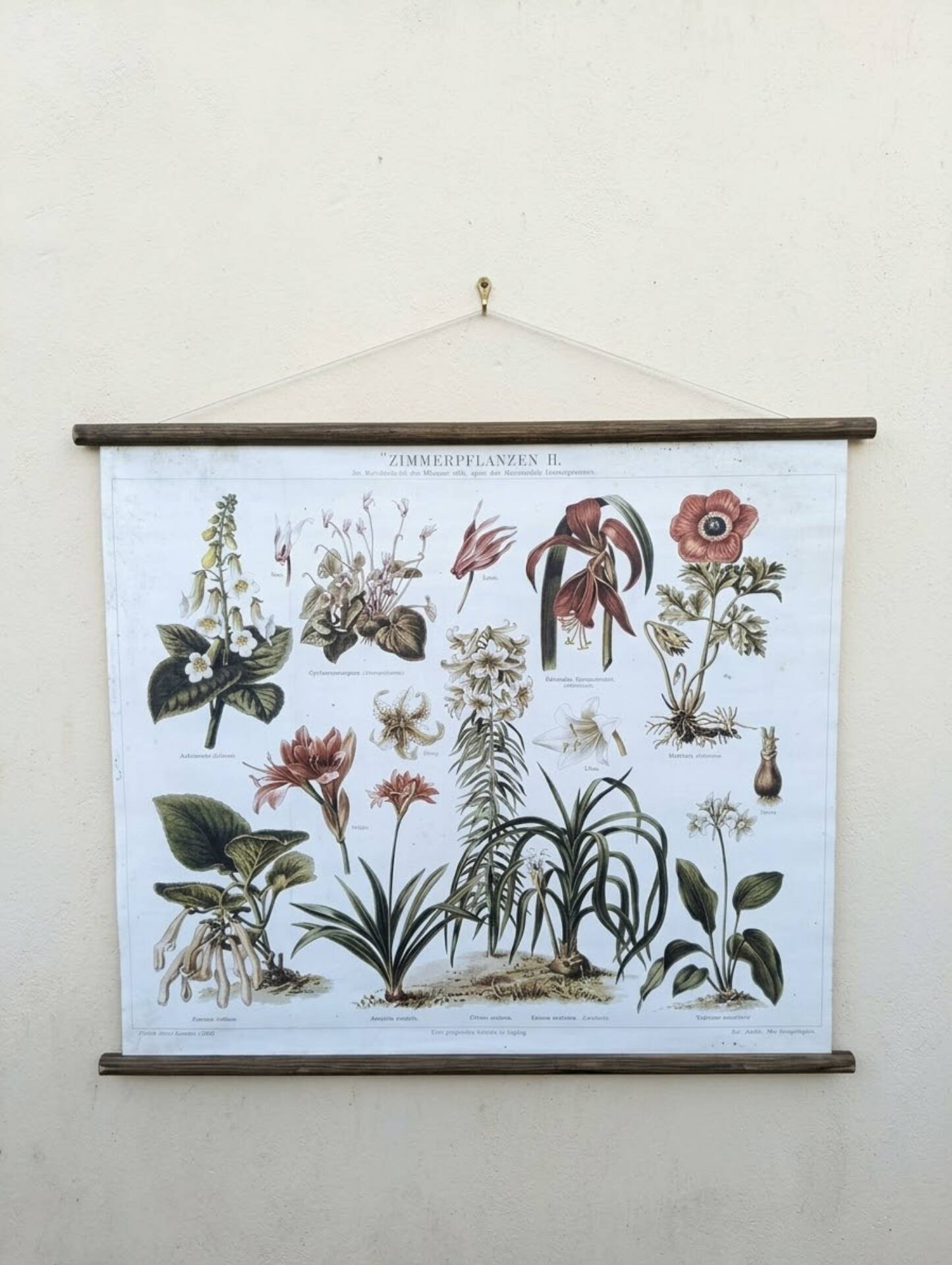 wall poster reproduction of an antique botanical plate