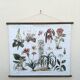 wall poster reproduction of an antique botanical plate