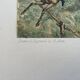 Old English engraving / court hunting