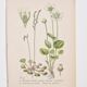 Old botanical plates in colour of Round-leaved Rossolis
