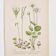 Old botanical plates in colour of Round-leaved Rossolis