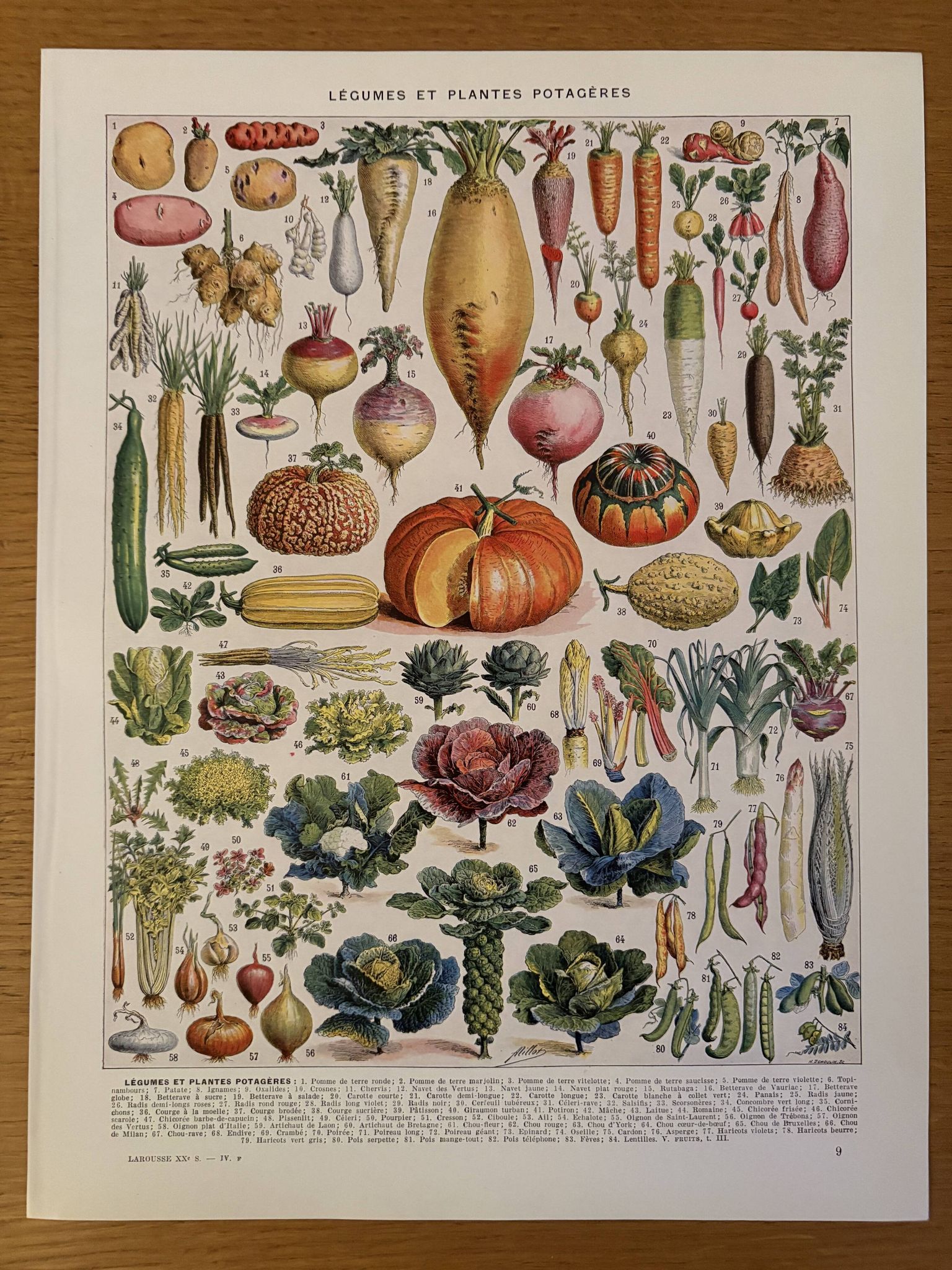 Illustrated plate of vegetables and vegetable plants - 1930