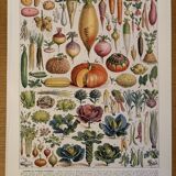Planche illustrée sur les légumes et plantes potagères - 1930