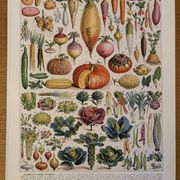 Illustrated plate of vegetables and vegetable plants - 1930