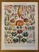 Illustrated plate of vegetables and vegetable plants - 1930