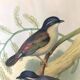 Framed botanical board birds 34X44