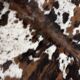 Norman cowhide ht 240 x 230