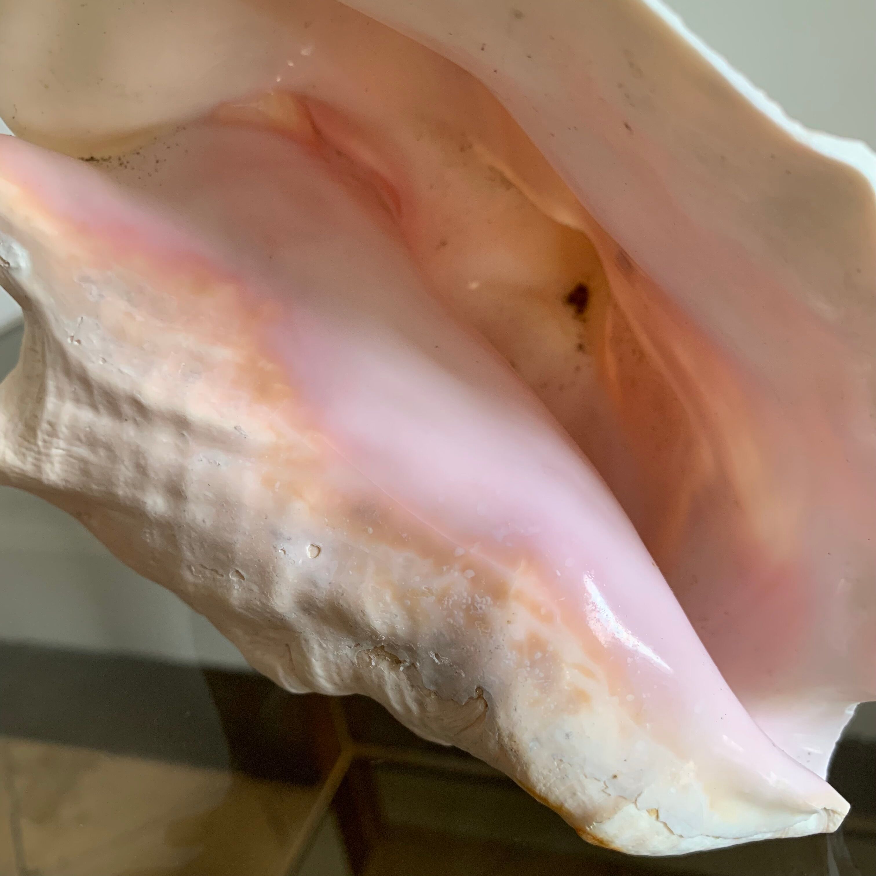 Shell horned helmet 18 cm