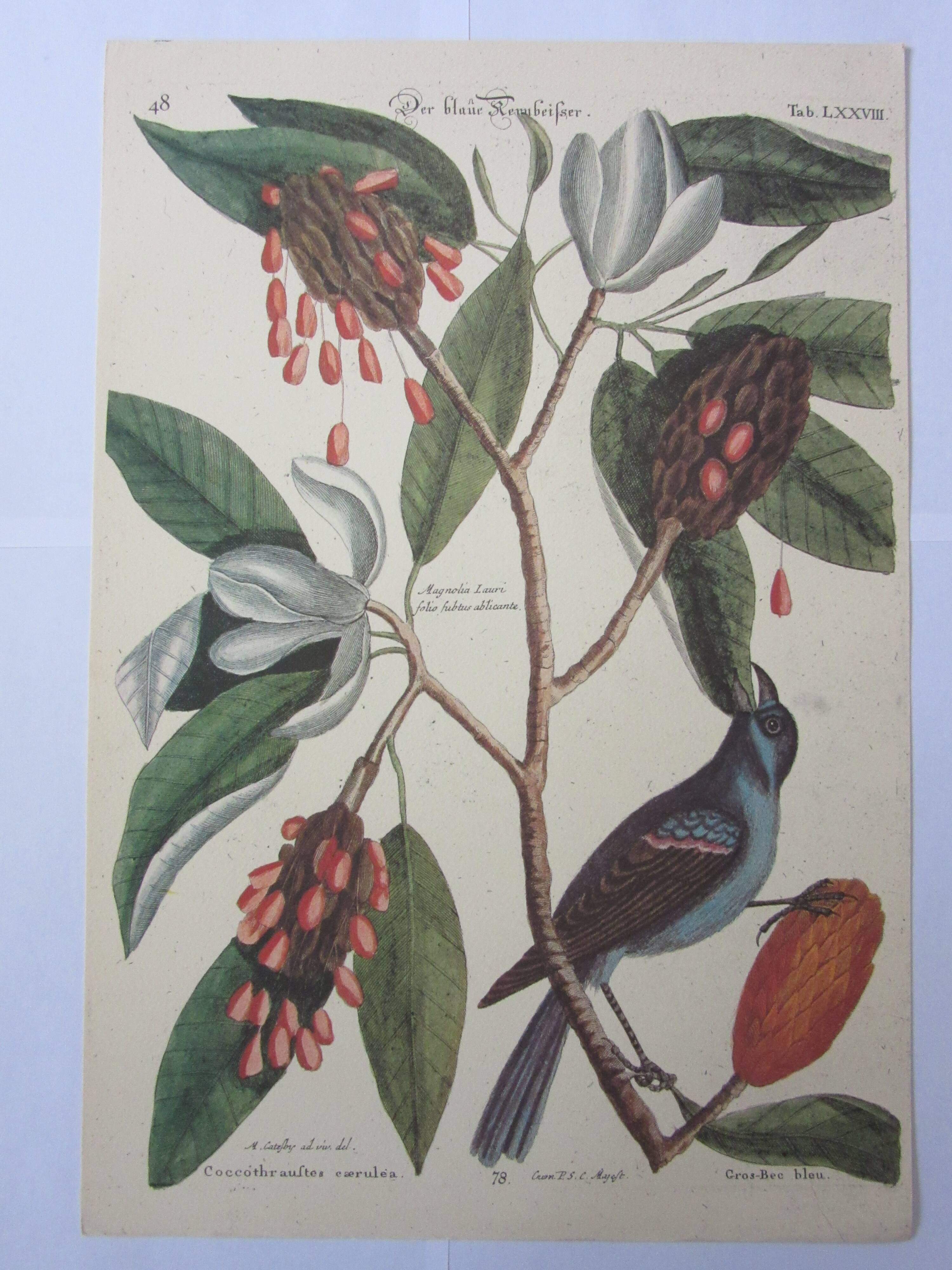 Engraving bird, blue heron, repro Catesby/Seligmann