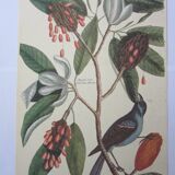 Engraving bird, blue heron, repro Catesby/Seligmann