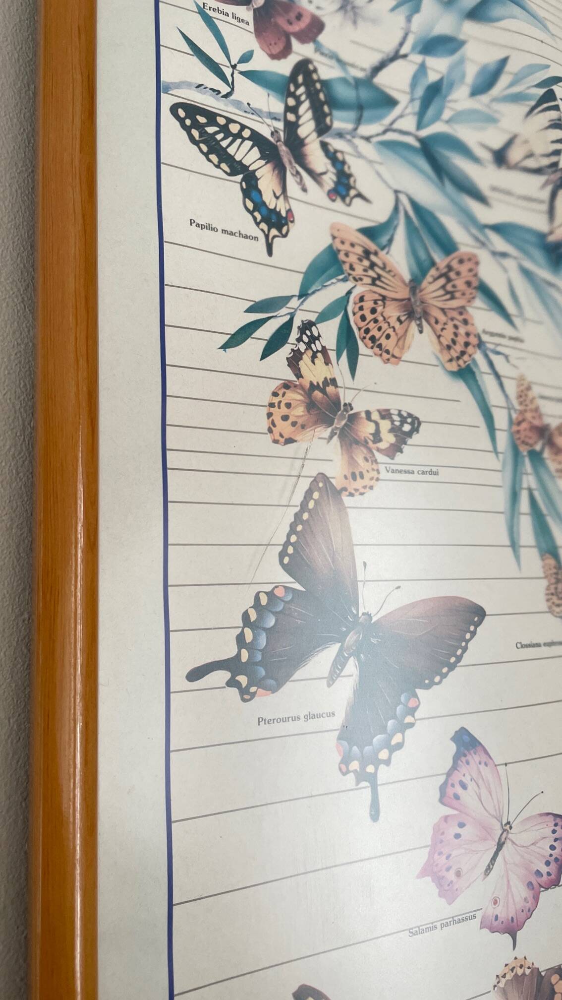 TABLEAU Display BUTTERFLY Italy Vintage