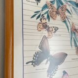 TABLEAU Display BUTTERFLY Italy Vintage