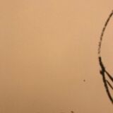 Official poster of the 1983 Roland Garros tournament