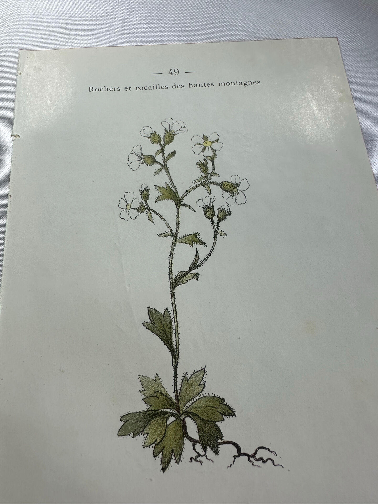 Old botanical plate of French flowers, double-sided.