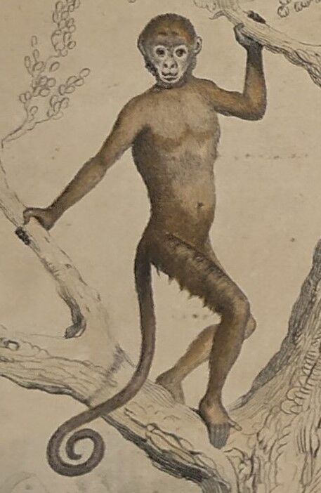 Planche zoologique originale de 1839