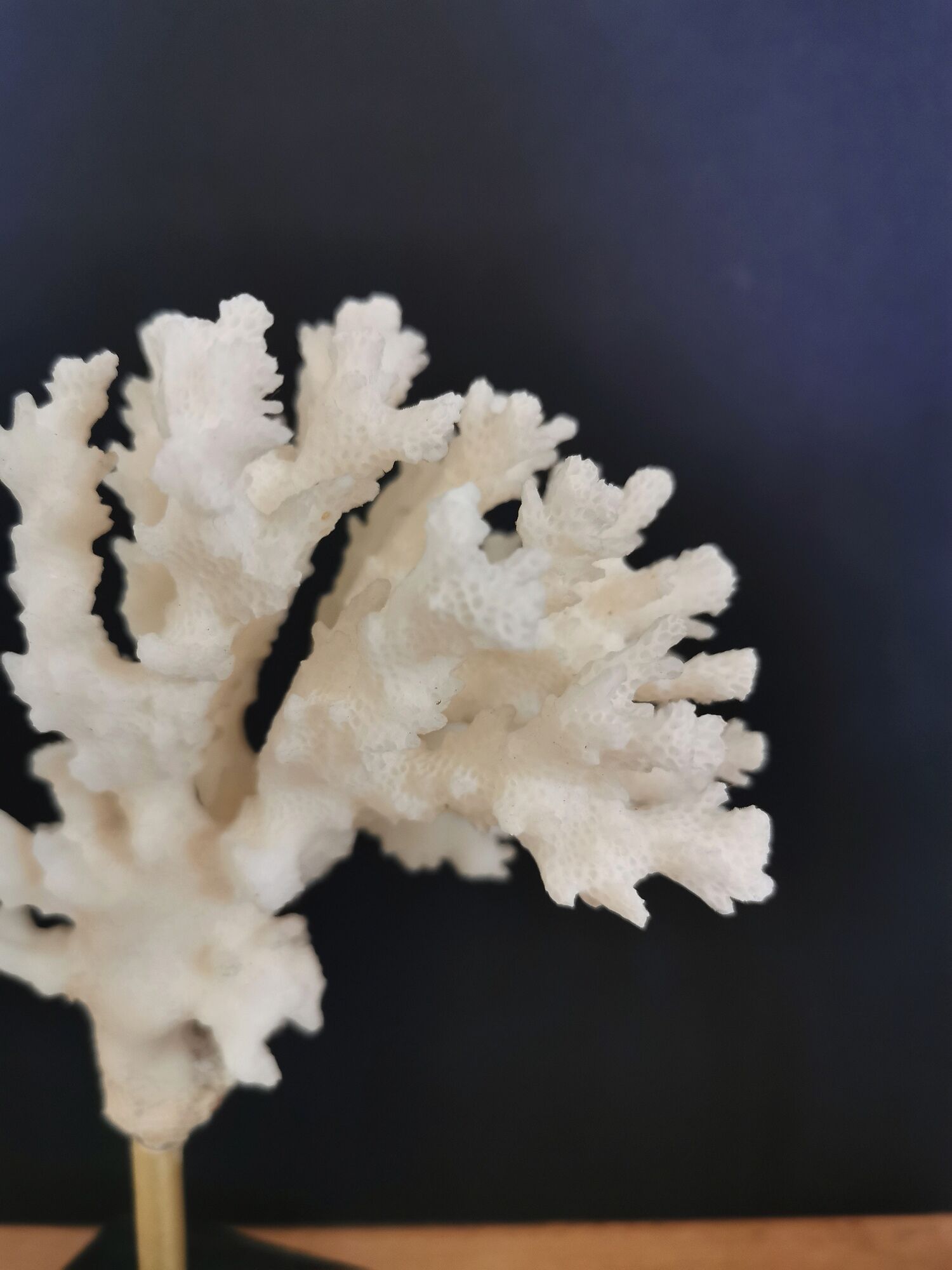 Coral branch