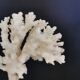 Coral branch