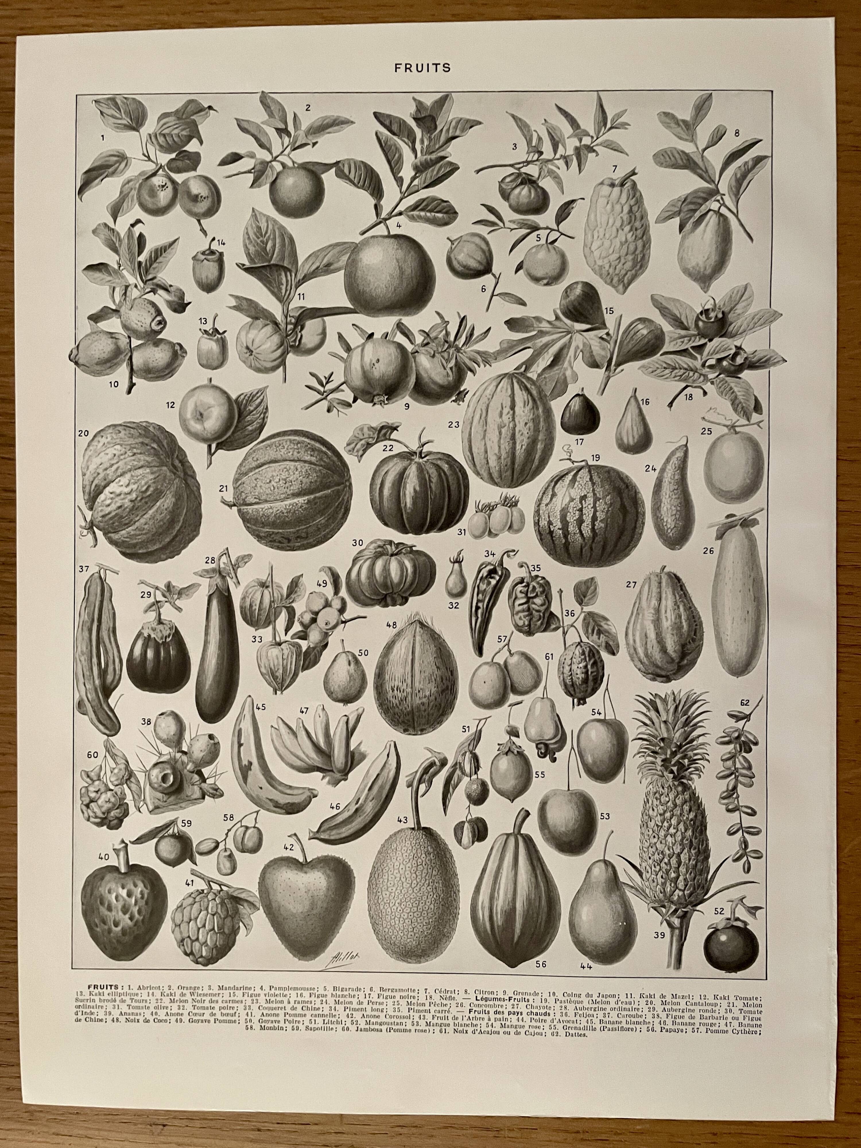 Lithograph on fruits - 1930