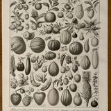 Lithograph on fruits - 1930